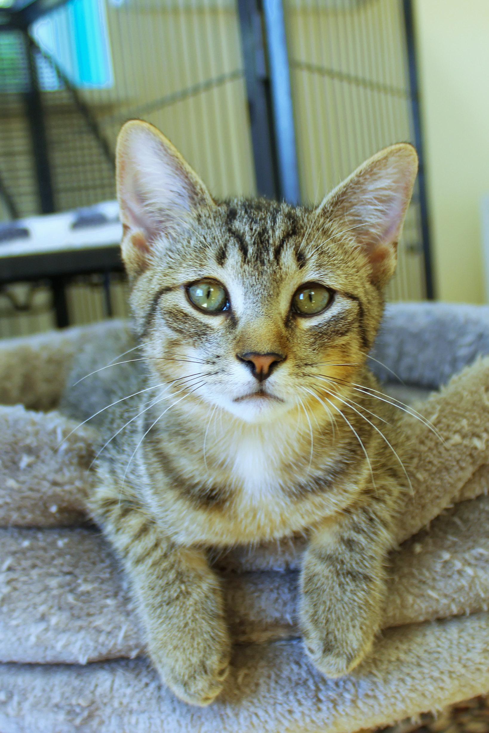 Enlarge Twinkles, a Adoptable Domestic Short Hair in Urbana, OH image 5/6