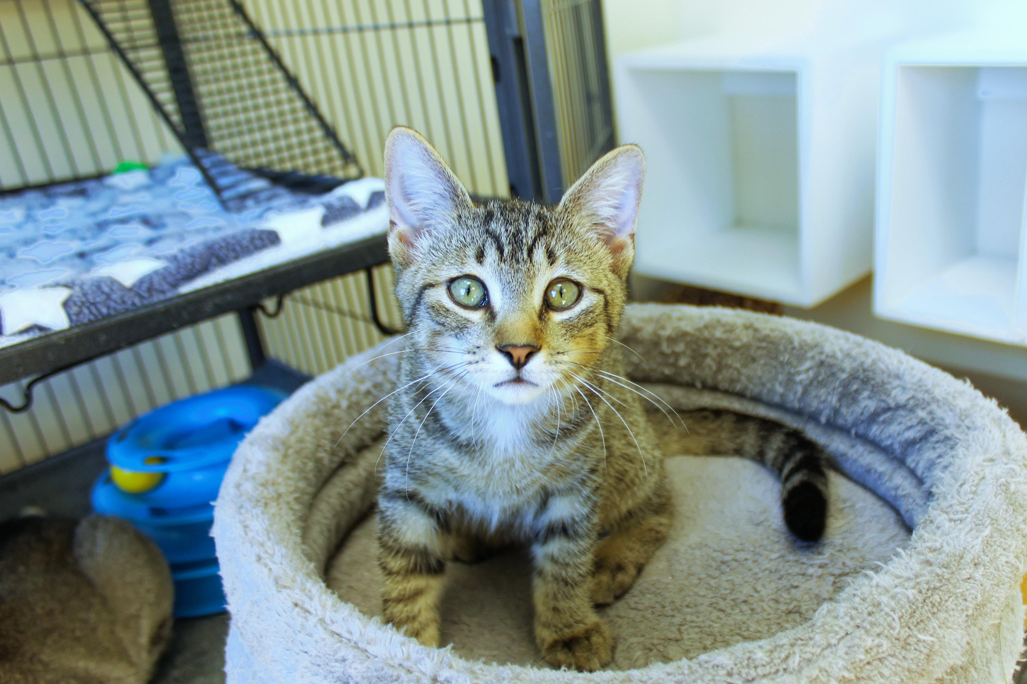 Enlarge Twinkles, a Adoptable Domestic Short Hair in Urbana, OH image 4/6