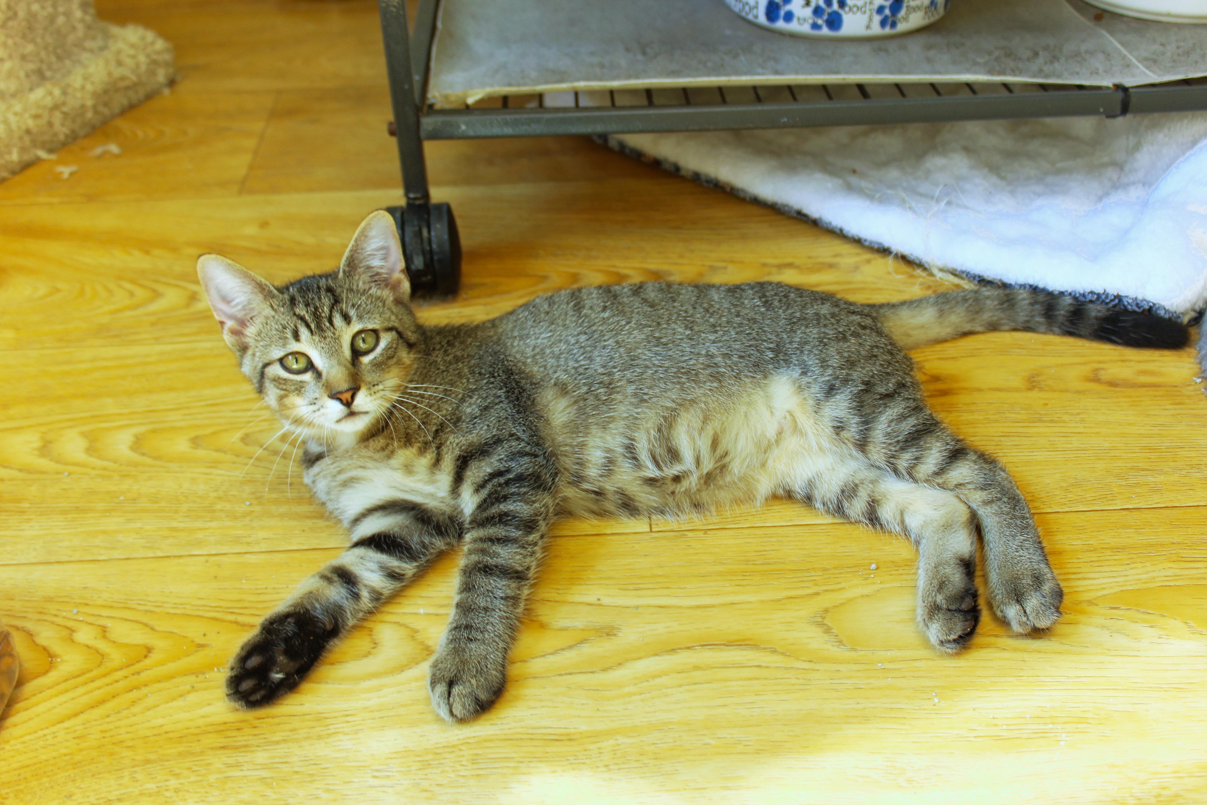 Enlarge Twinkles, a Adoptable Domestic Short Hair in Urbana, OH image 3/6