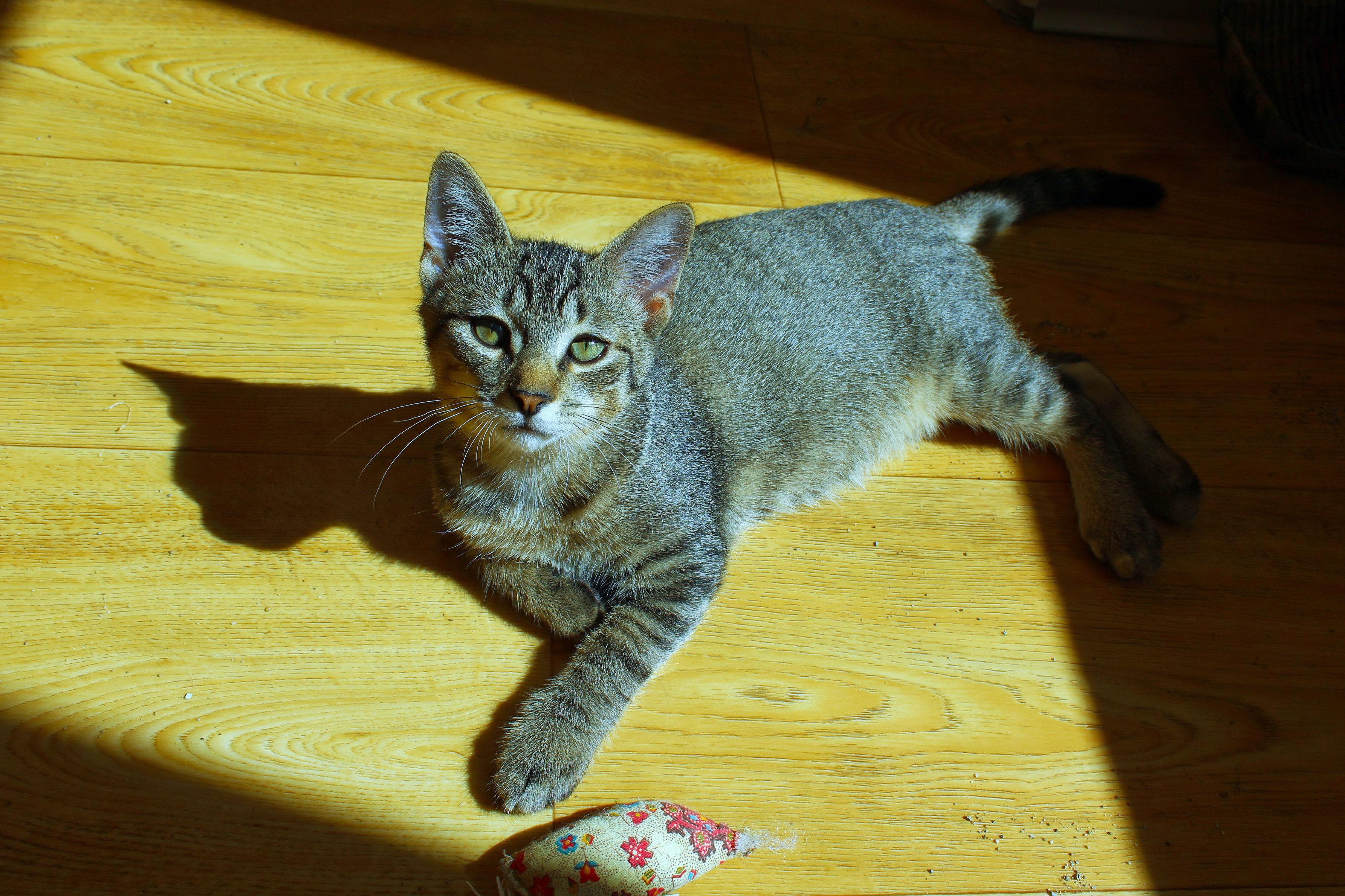 Enlarge Twinkles, a Adoptable Domestic Short Hair in Urbana, OH image 6/6