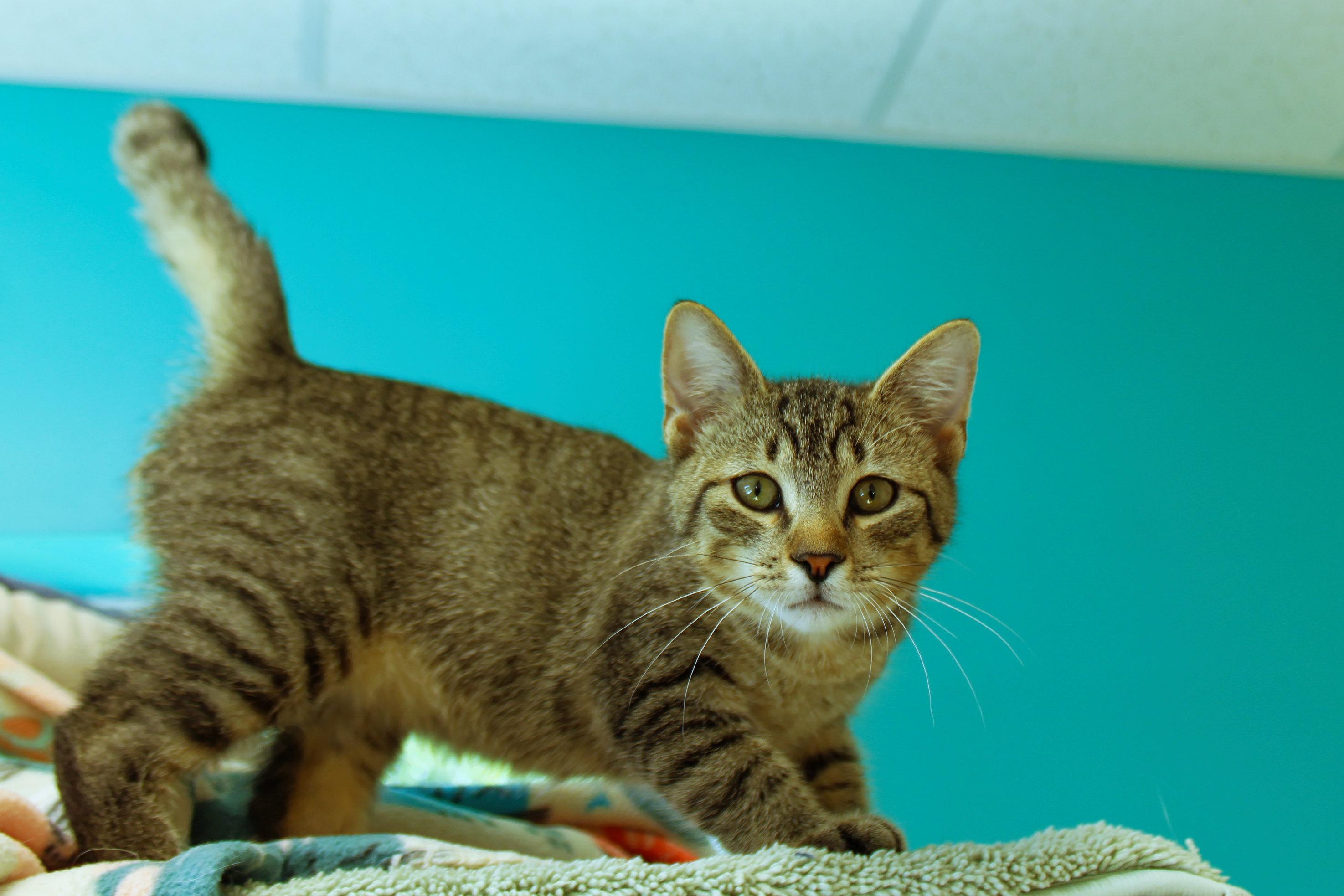 Enlarge Twinkles, a Adoptable Domestic Short Hair in Urbana, OH image 1/6