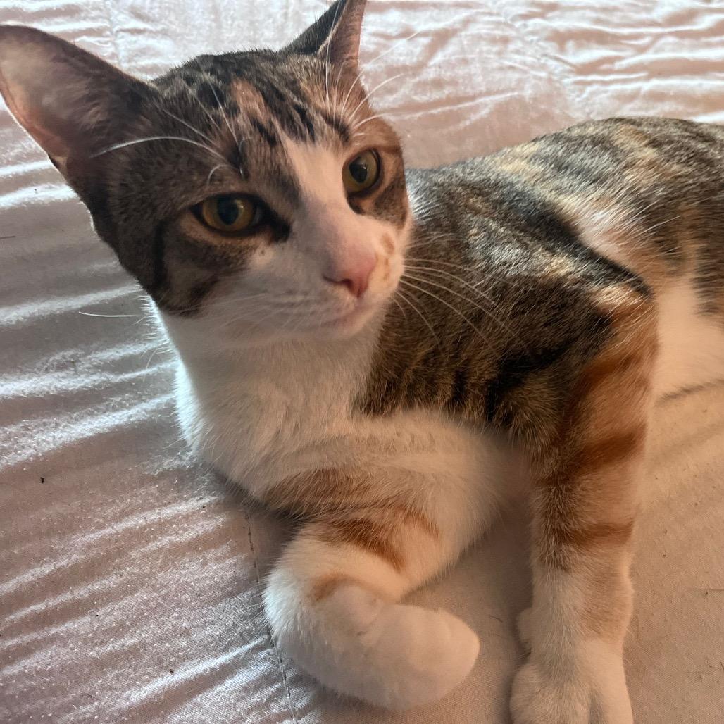 Yuna, Adoptable, Adult Female Domestic Short Hair.