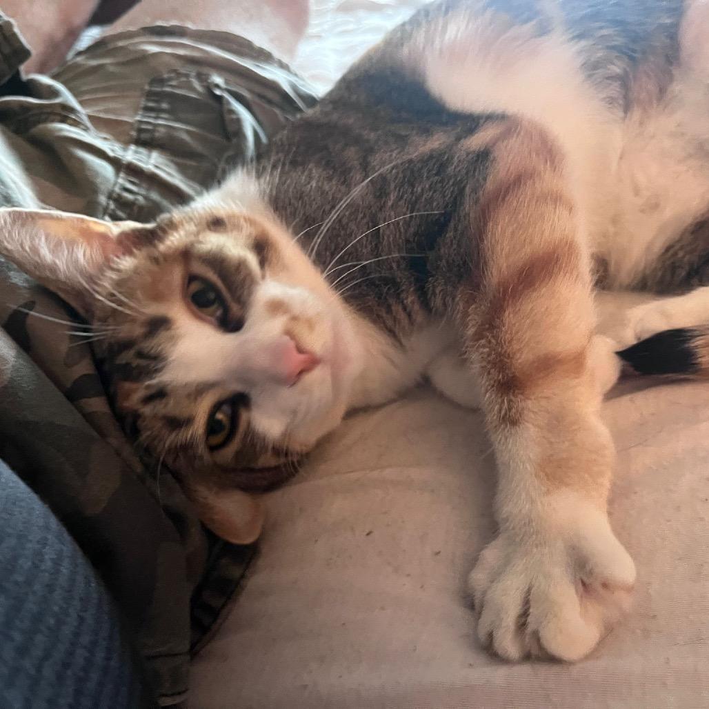 Enlarge Yuna, a Adoptable Domestic Short Hair in Puslinch, ON image 2/6