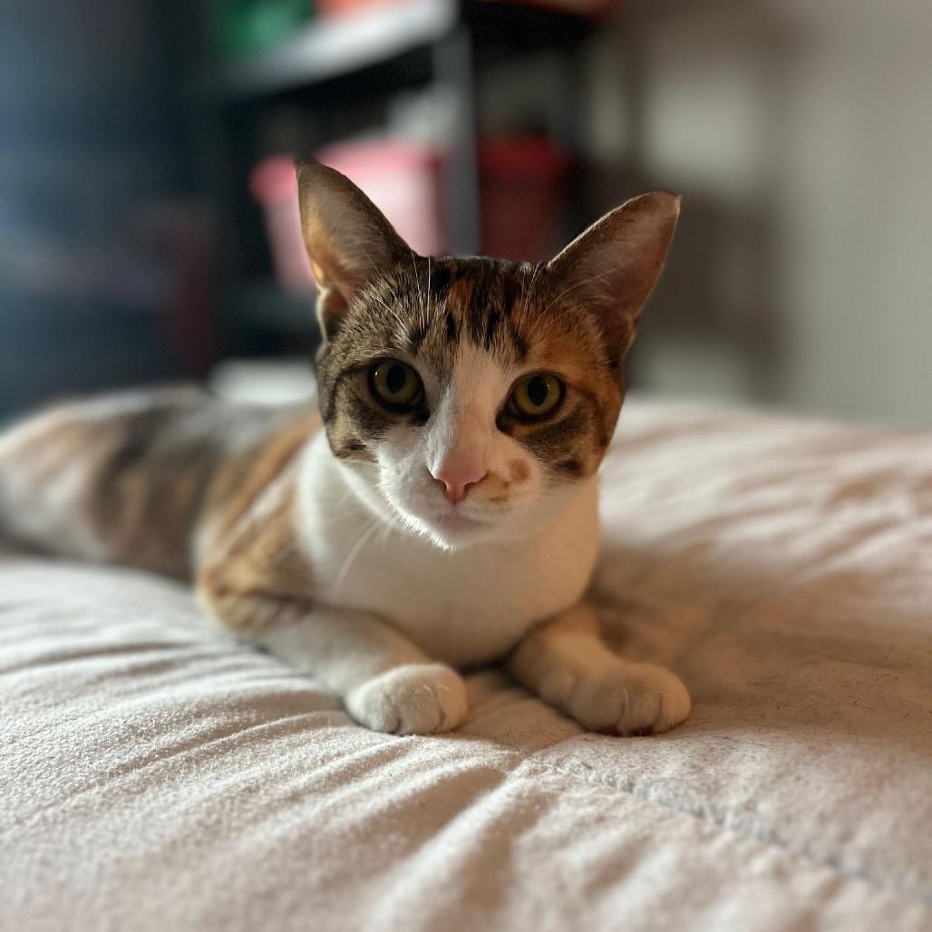 Enlarge Yuna, a Adoptable Domestic Short Hair in Puslinch, ON image 4/6
