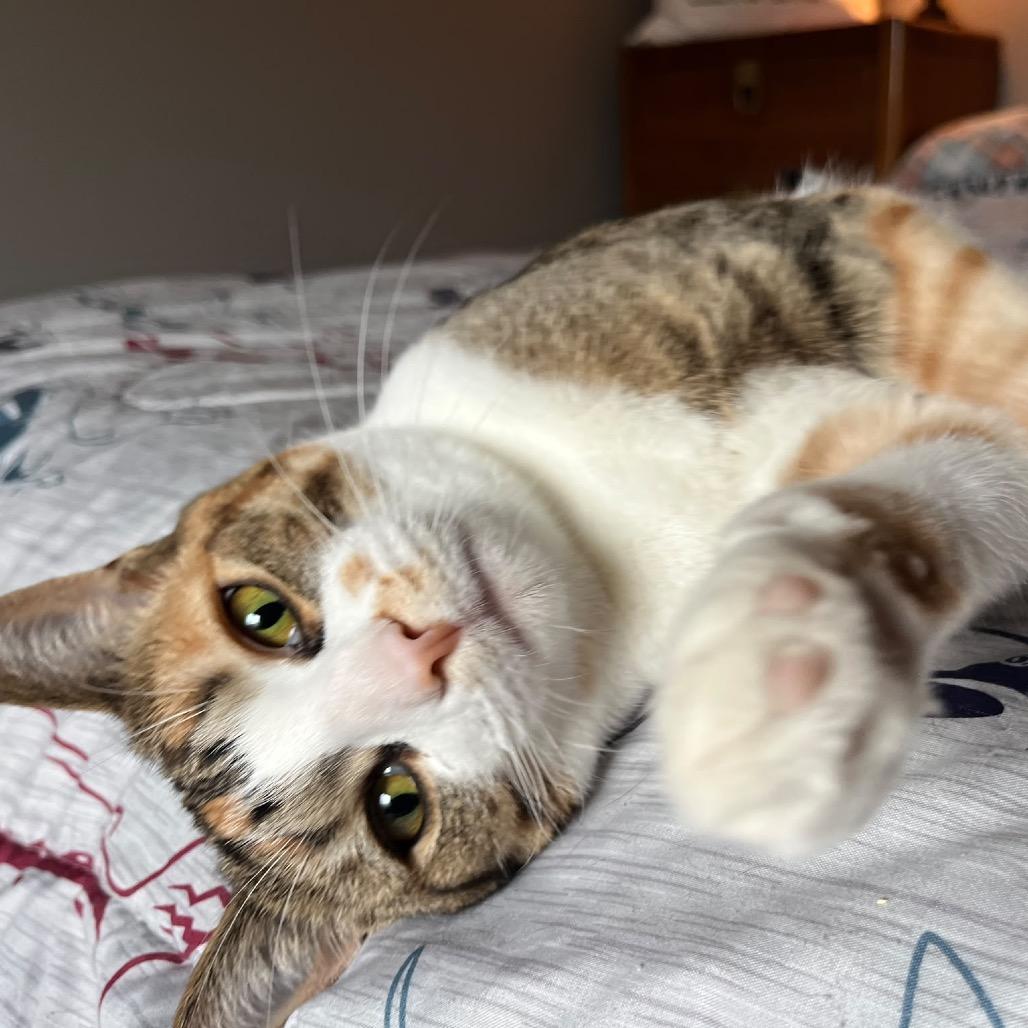 Enlarge Yuna, a Adoptable Domestic Short Hair in Puslinch, ON image 5/6