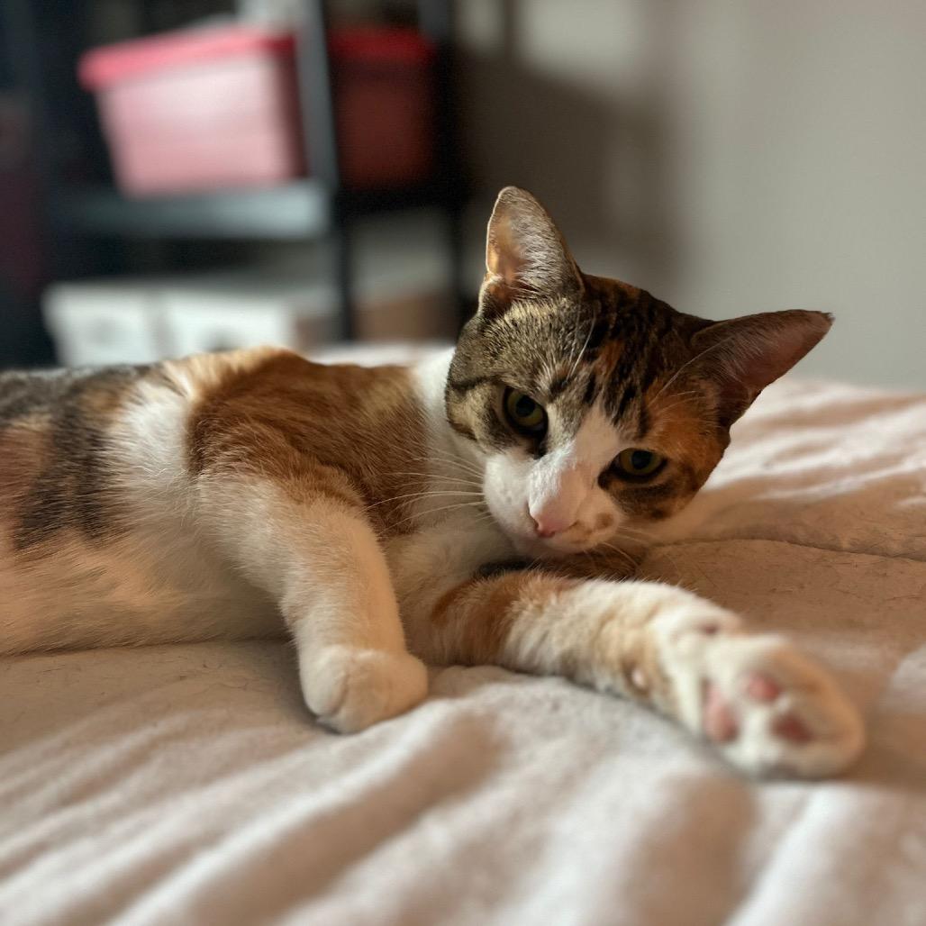 Enlarge Yuna, a Adoptable Domestic Short Hair in Puslinch, ON image 6/6