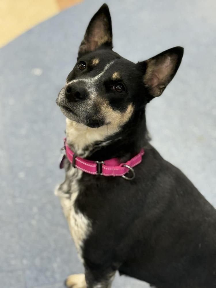Iris (FOSTERED LOCALLY), Adoptable, Adult Female Australian Cattle Dog / Blue Heeler.