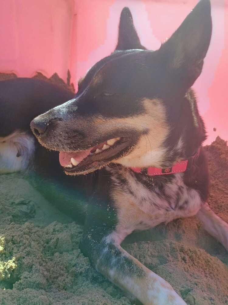 Enlarge Iris (FOSTERED LOCALLY), a Adoptable mixed breed in Leverett, MA image 2/6