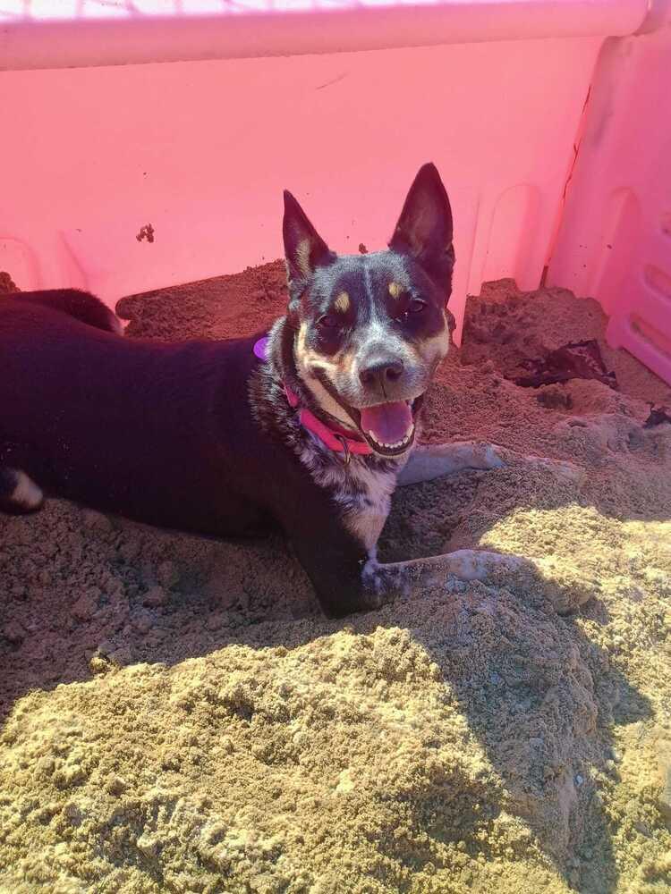 Enlarge Iris (FOSTERED LOCALLY), a Adoptable mixed breed in Leverett, MA image 4/6