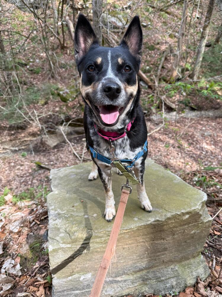 Enlarge Iris (FOSTERED LOCALLY), a Adoptable mixed breed in Leverett, MA image 5/6