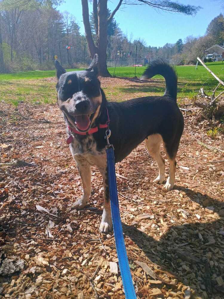 Enlarge Iris (FOSTERED LOCALLY), a Adoptable mixed breed in Leverett, MA image 6/6