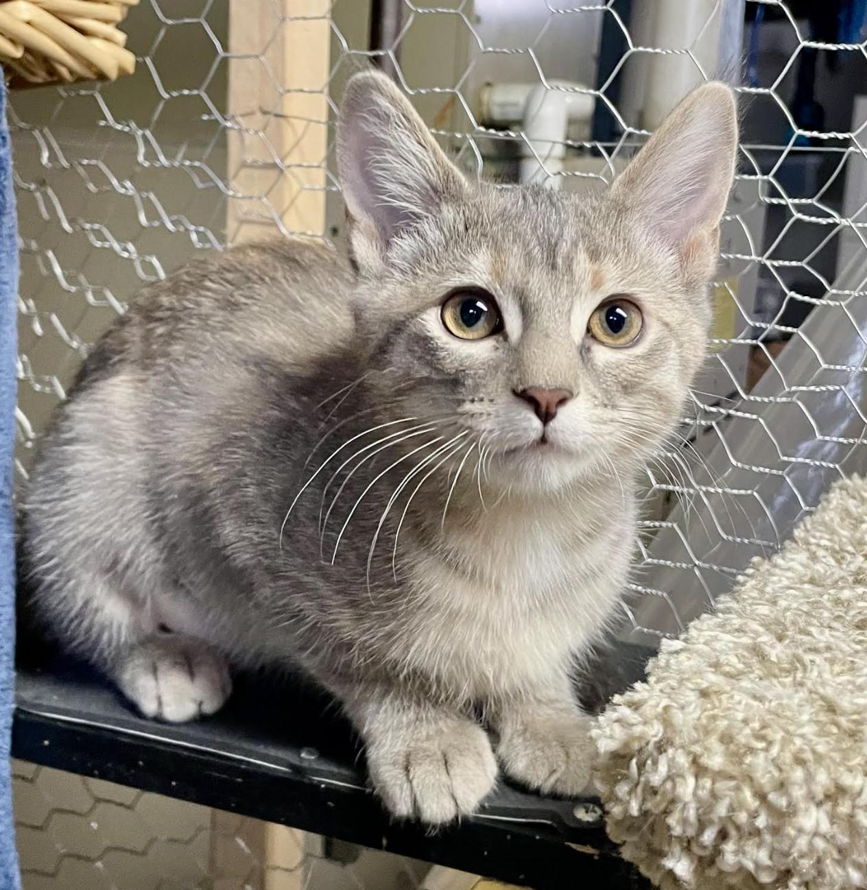 Misty, adopted, Kitten Female Domestic Short Hair.