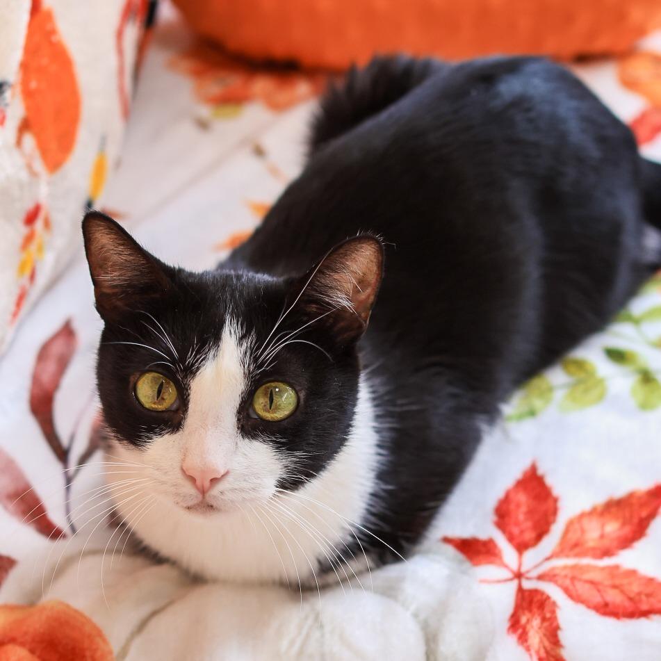 Trey — thumbnail 3