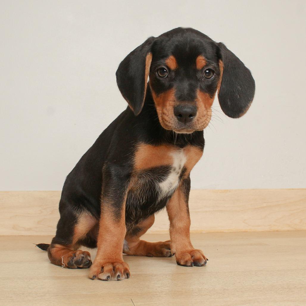 Enlarge Gollum D70610, a Adoptable mixed breed in Minnetonka, MN image 1/6