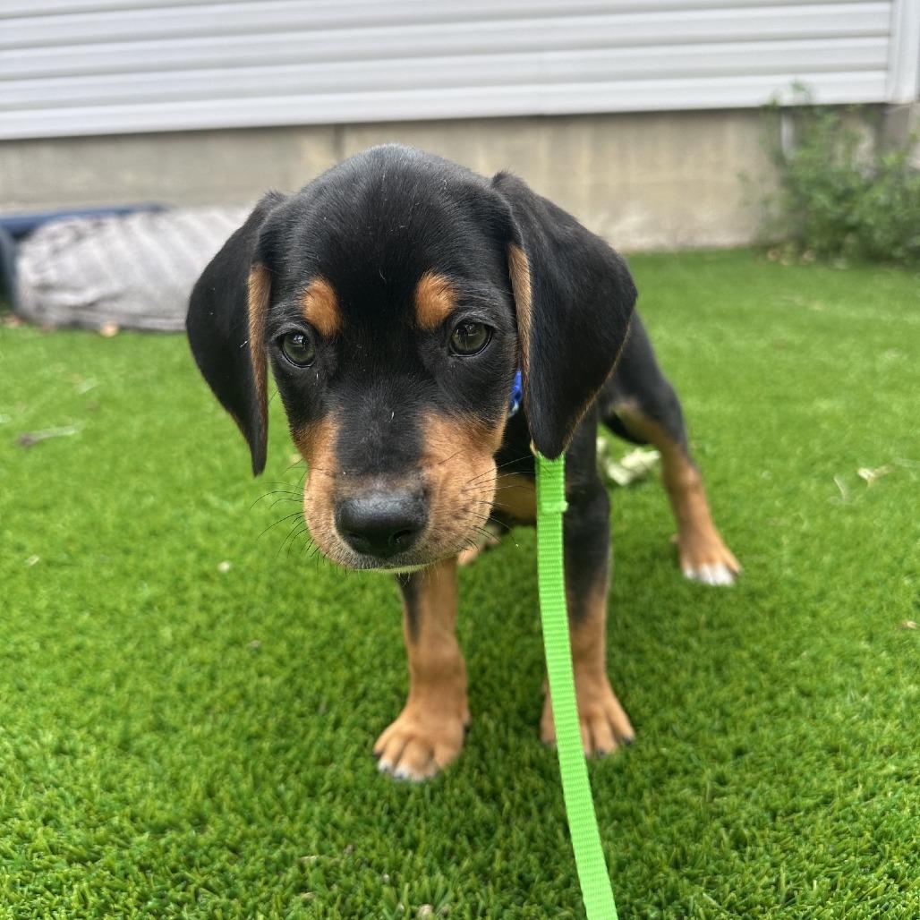 Enlarge Gollum D70610, a Adoptable mixed breed in Minnetonka, MN image 2/6