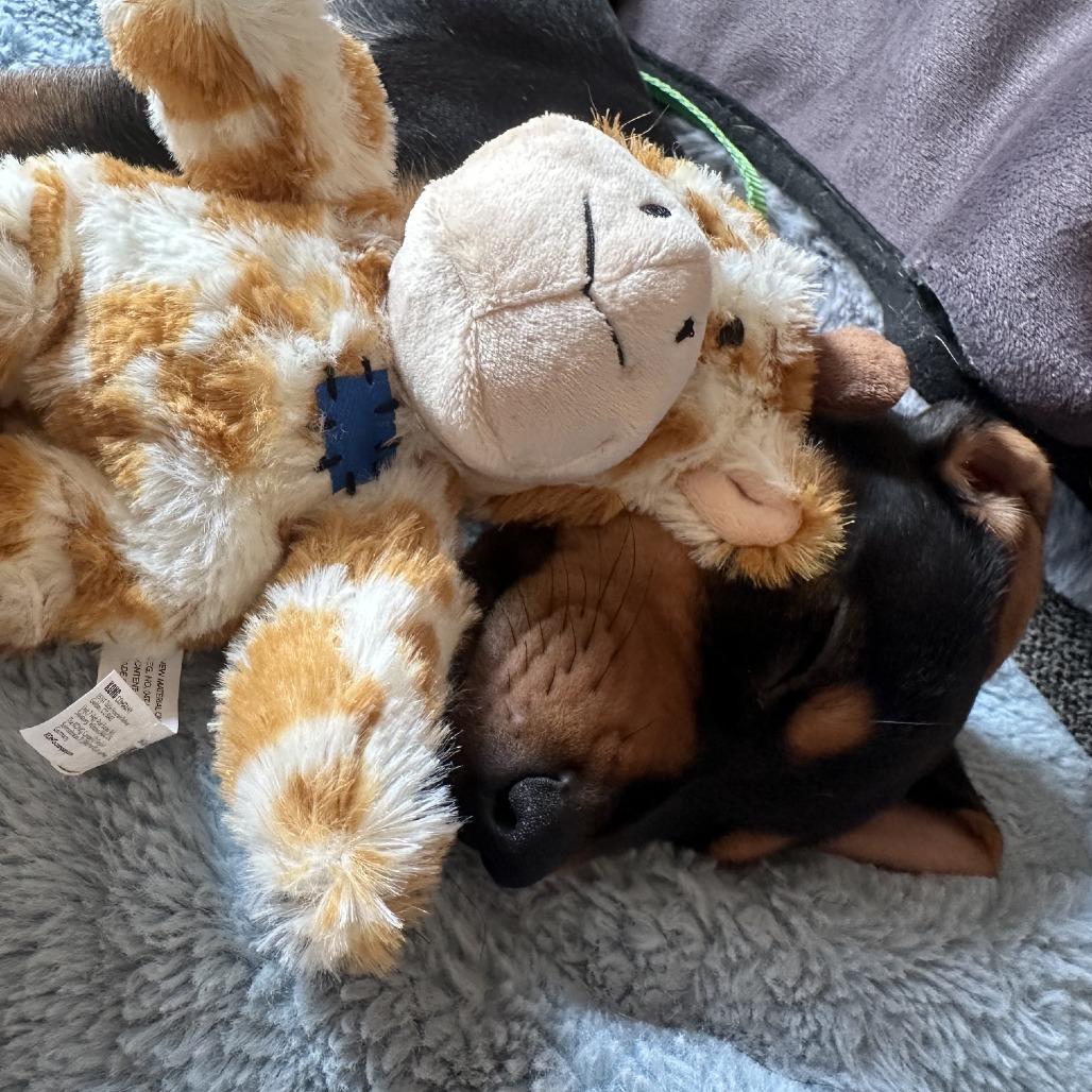 Enlarge Gollum D70610, a Adoptable mixed breed in Minnetonka, MN image 3/6