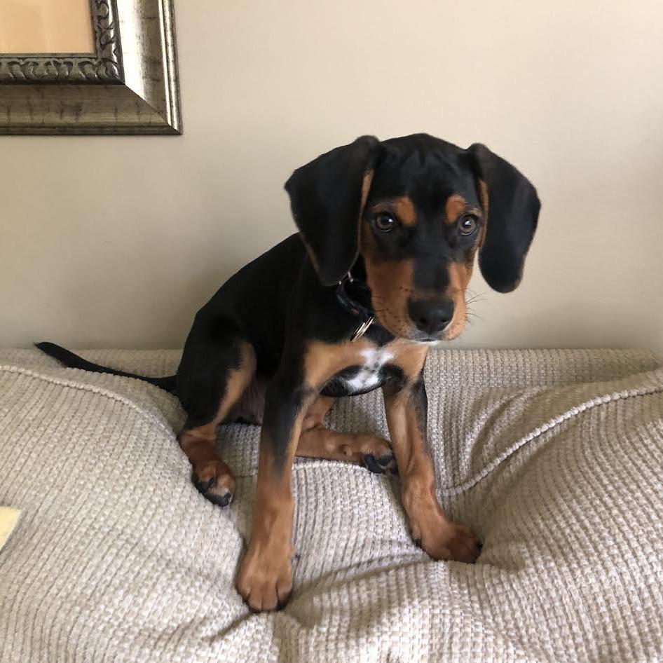 Enlarge Gollum D70610, a Adoptable mixed breed in Minnetonka, MN image 4/6