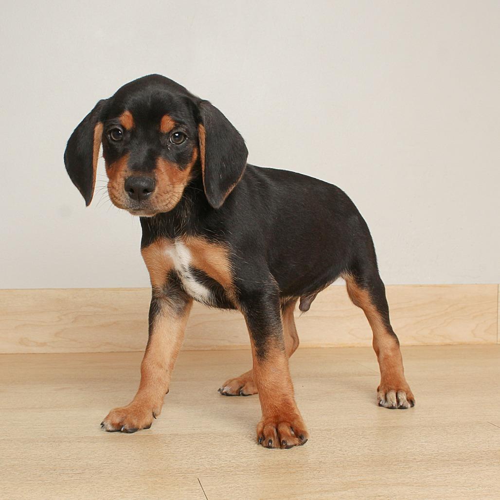 Enlarge Gollum D70610, a Adoptable mixed breed in Minnetonka, MN image 5/6