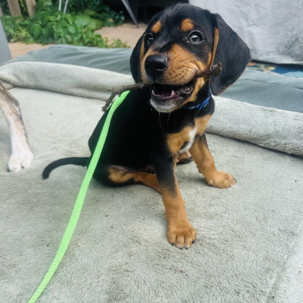 Enlarge Gollum D70610, a Adoptable mixed breed in Minnetonka, MN image 6/6