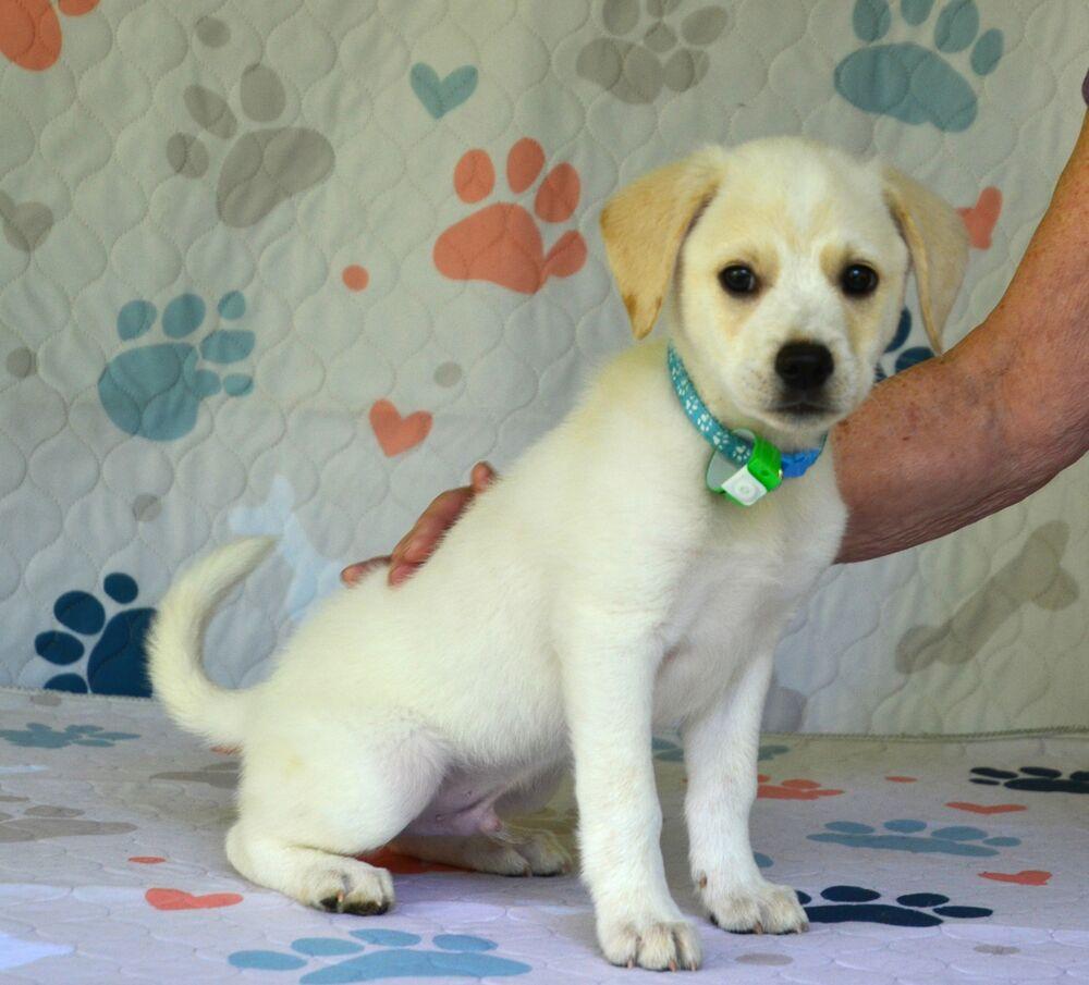 Enlarge Langdon, a Adoptable mixed breed in Willingboro, NJ image 1/5