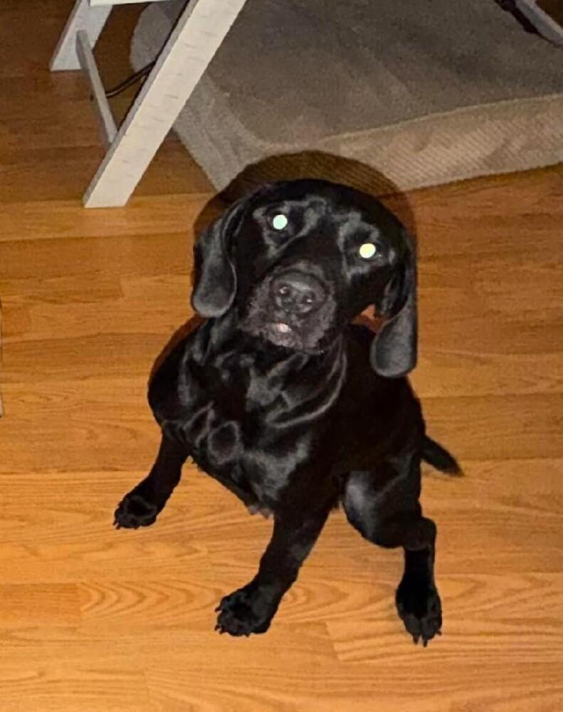 Enlarge Langdon, a Adoptable mixed breed in Willingboro, NJ image 2/5