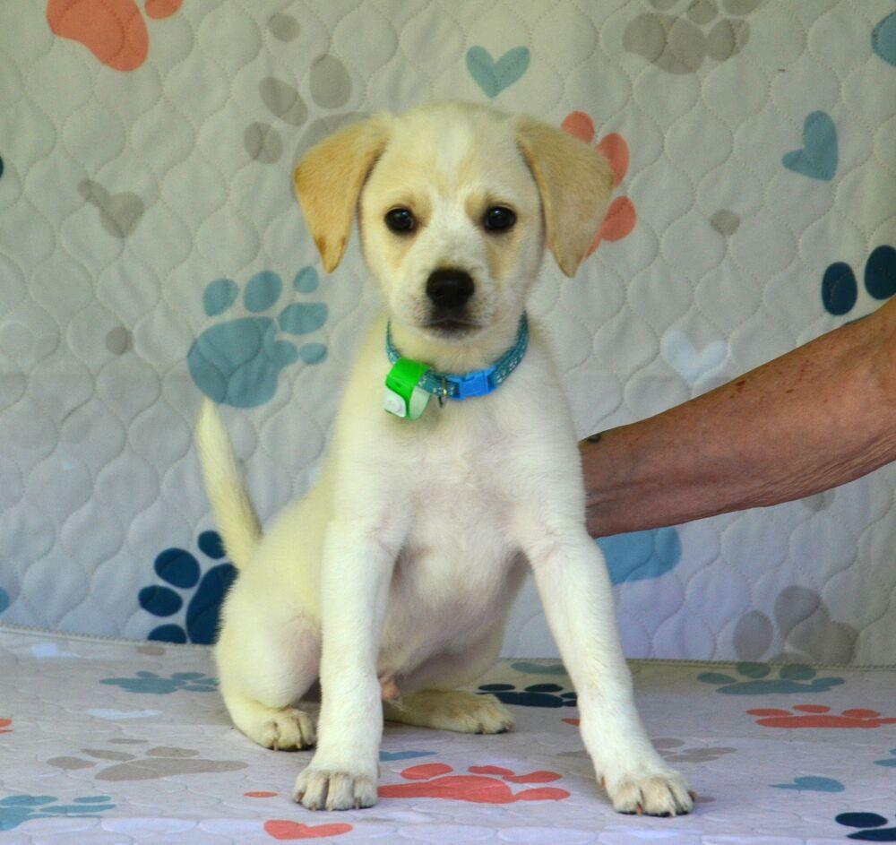 Enlarge Langdon, a Adoptable mixed breed in Willingboro, NJ image 3/5