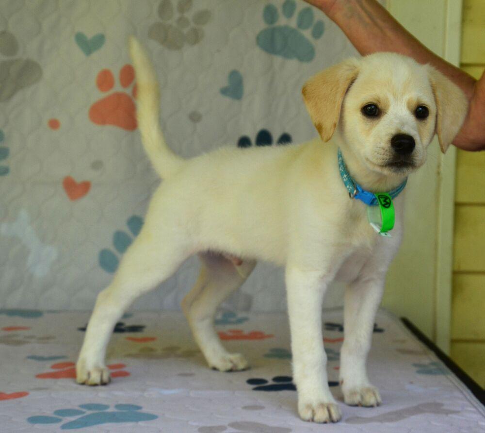 Enlarge Langdon, a Adoptable mixed breed in Willingboro, NJ image 4/5
