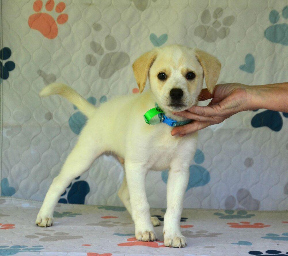 Enlarge Langdon, a Adoptable mixed breed in Willingboro, NJ image 5/5
