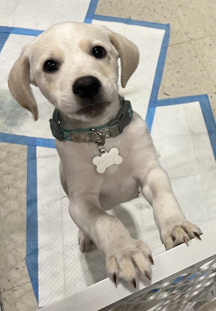Langdon, a Adoptable mixed breed in Willingboro, NJ image 6/6