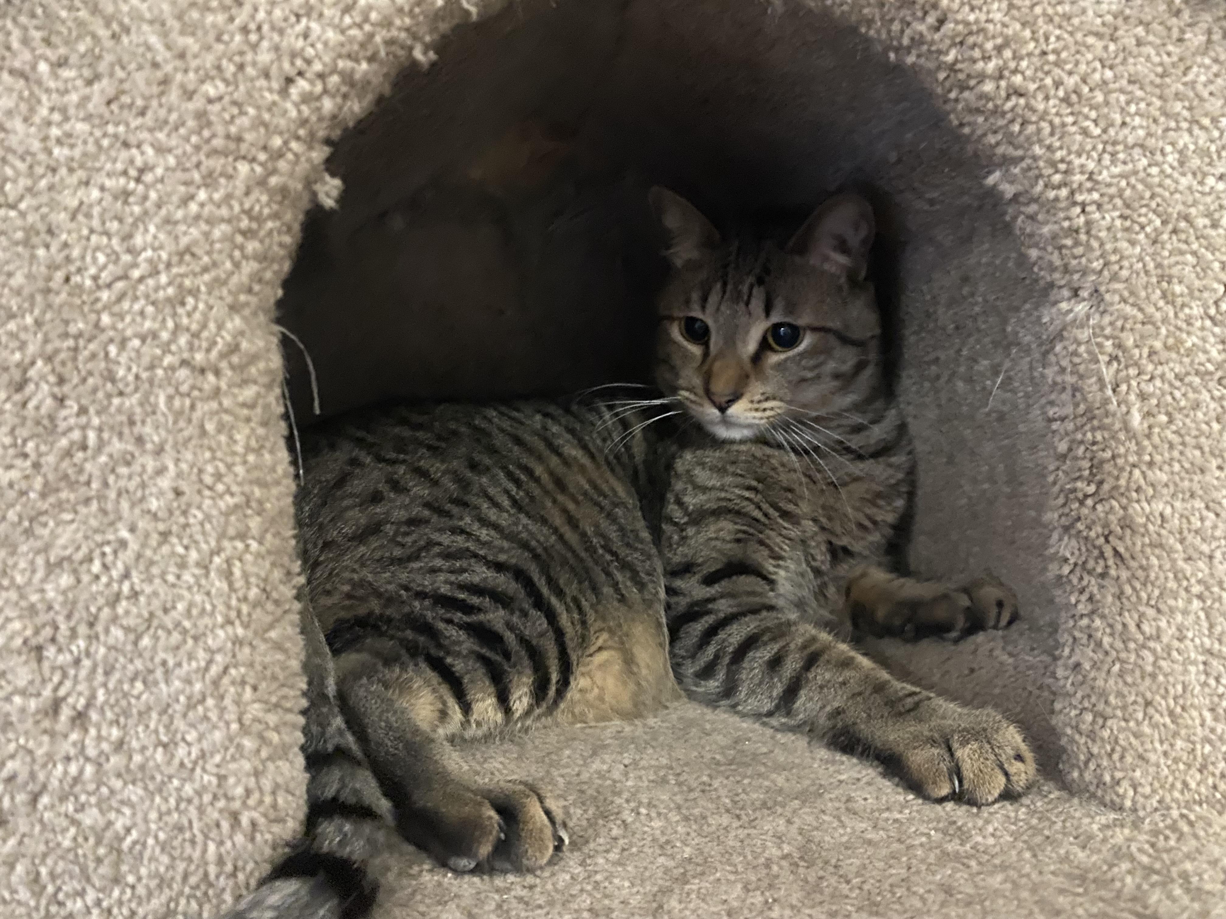 Caleb, a Adoptable mixed breed in Phoenix, AZ image 6/6