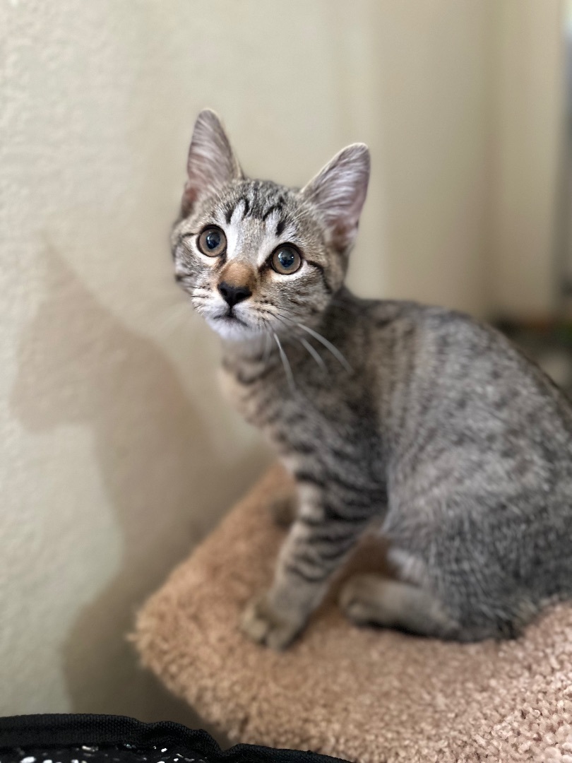 Caleb, a Adoptable mixed breed in Phoenix, AZ image 3/6