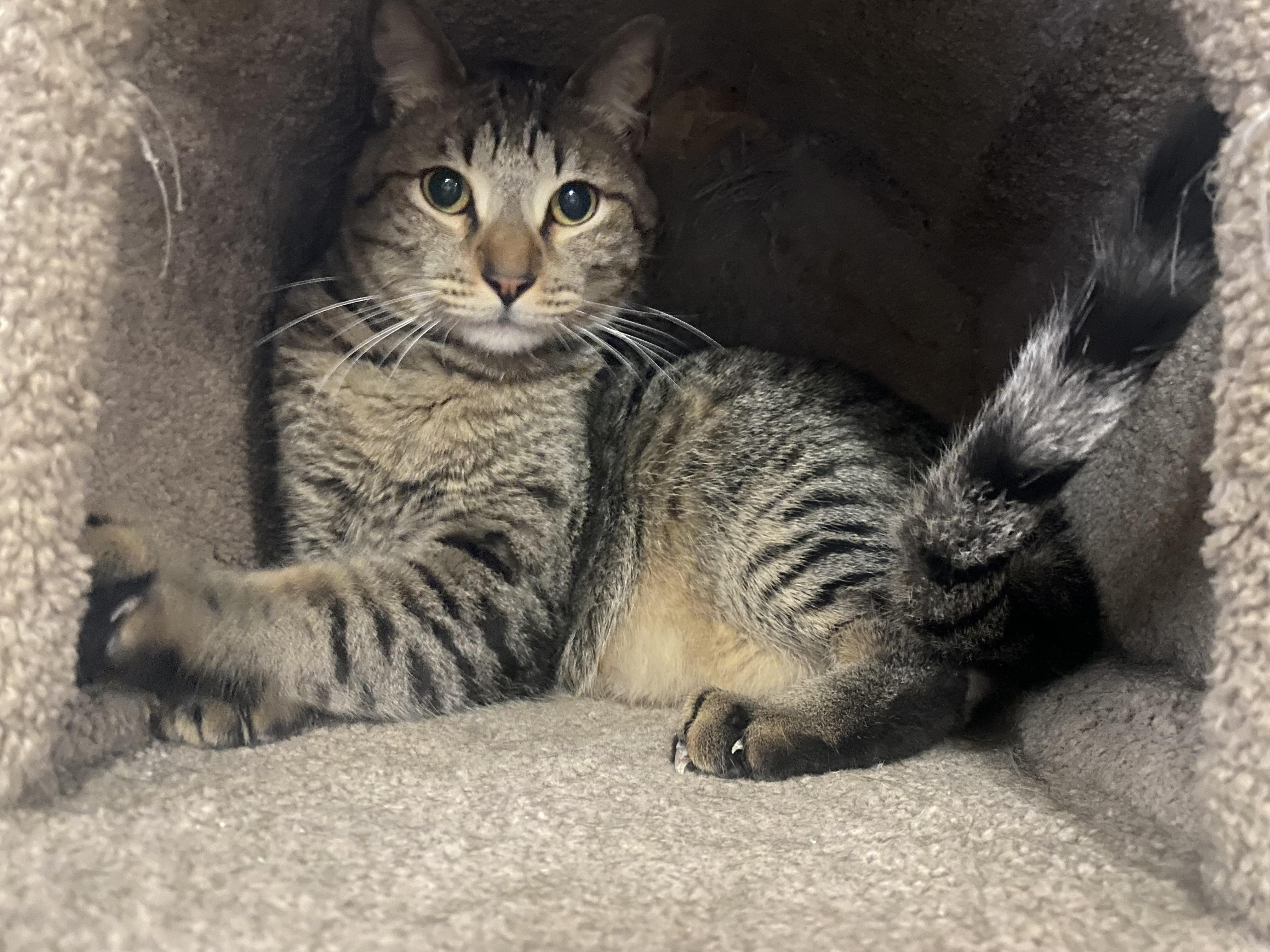 Caleb, Adoptable, Adult Male Domestic Short Hair.
