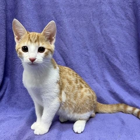 Lilly, adopted, Young Female Munchkin.