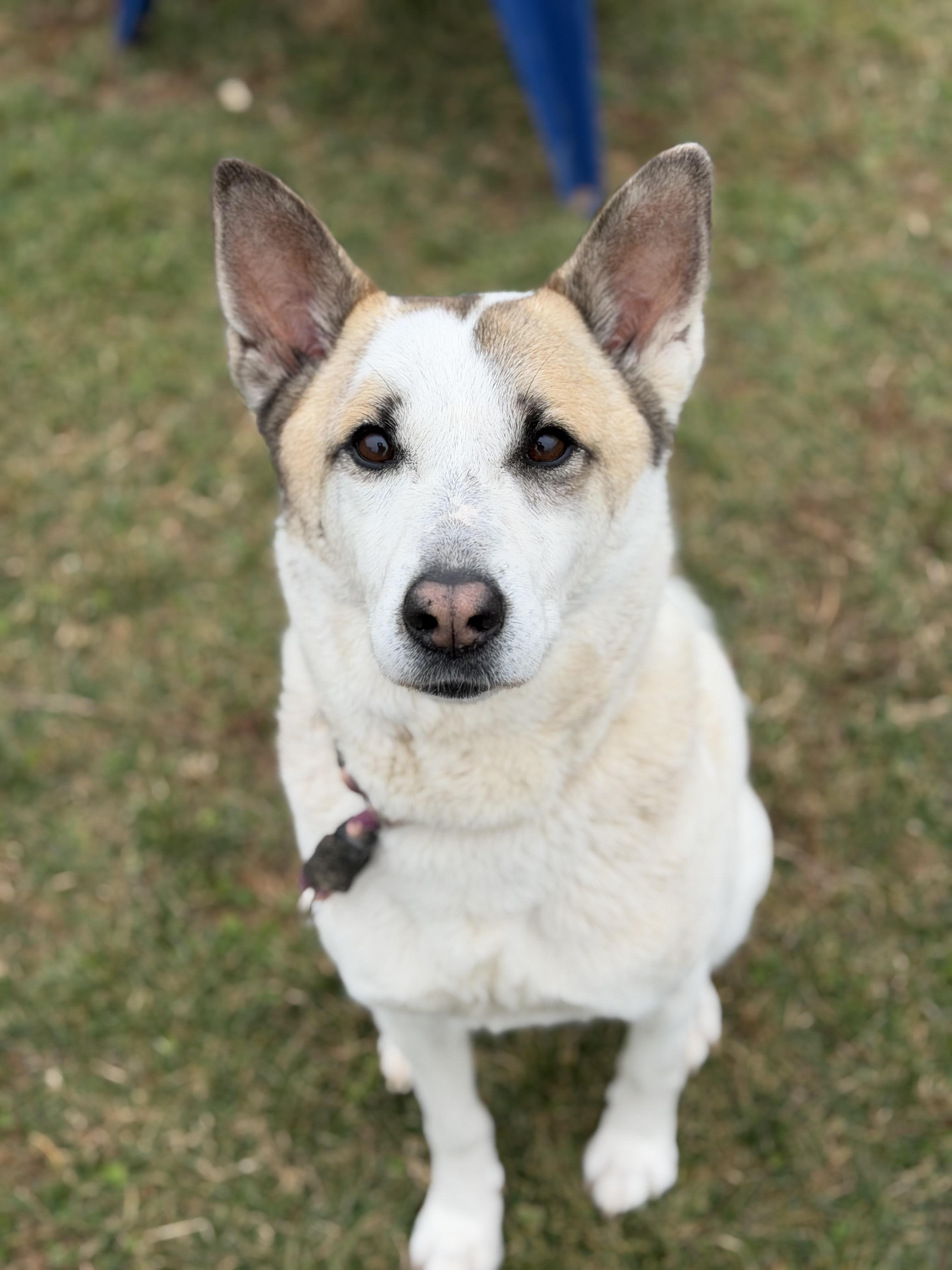 Kari, Adoptable, Adult Female Canaan Dog.