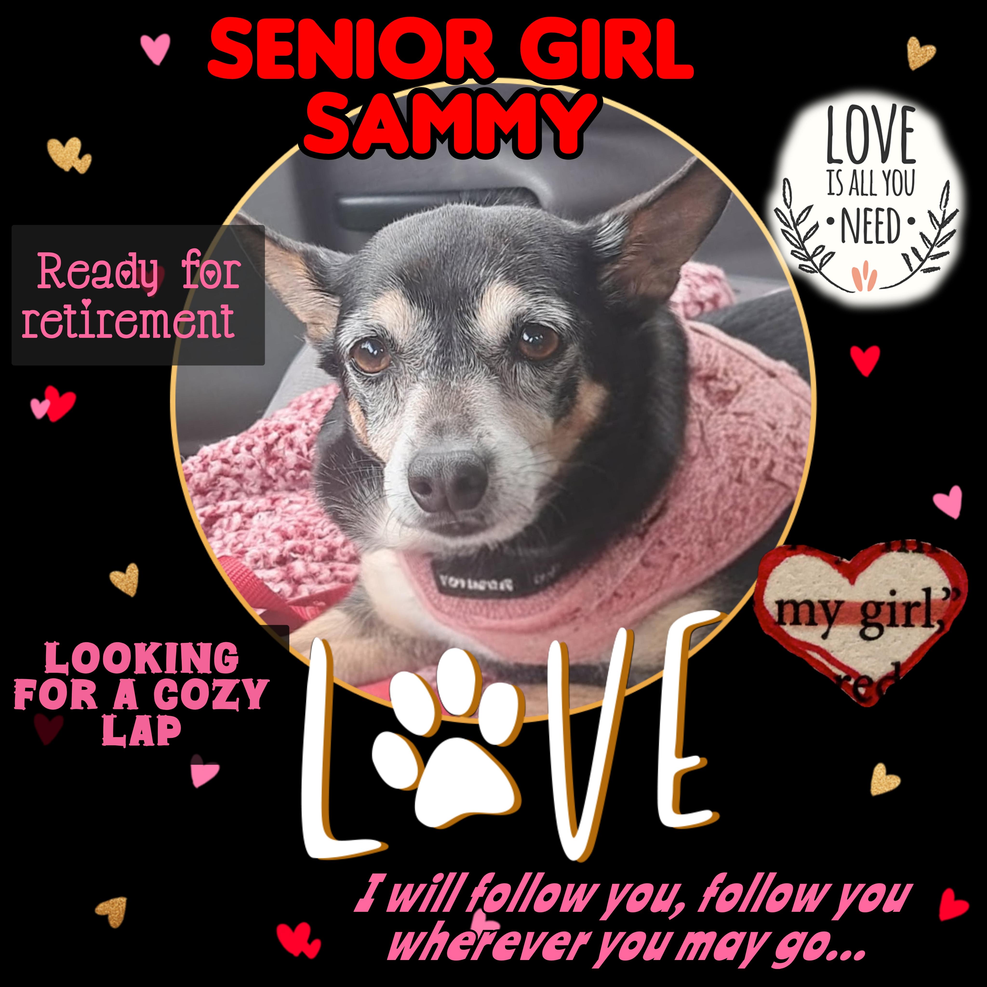 Enlarge Sammy, an adopted mixed breed in Salem, OR image 1/2