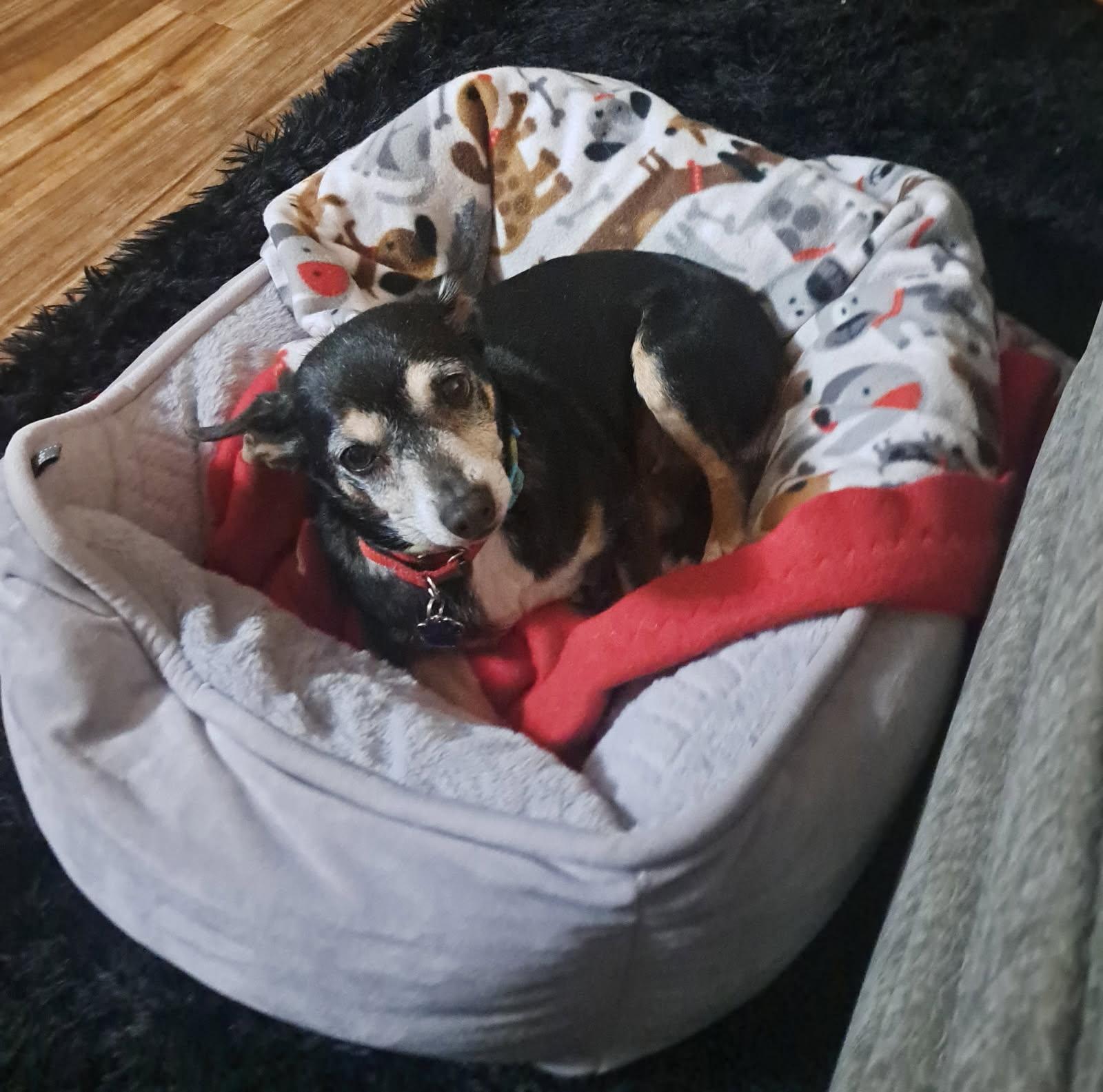 Enlarge Sammy, an adopted mixed breed in Salem, OR image 2/2