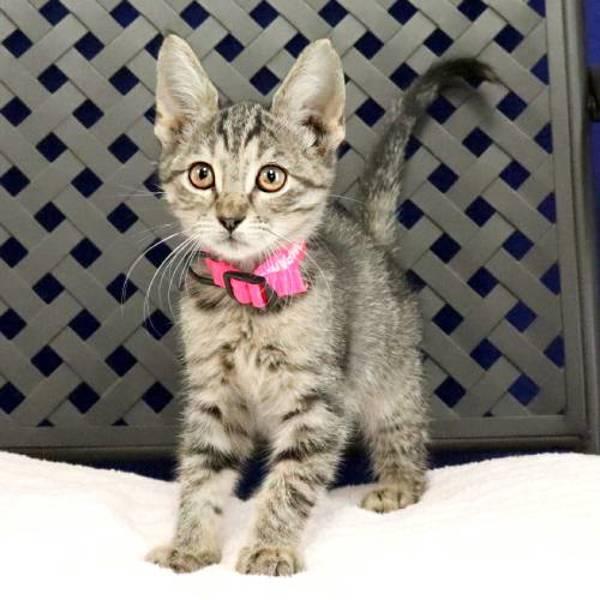 Wallaby, Adoptable, Kitten Female Domestic Short Hair.