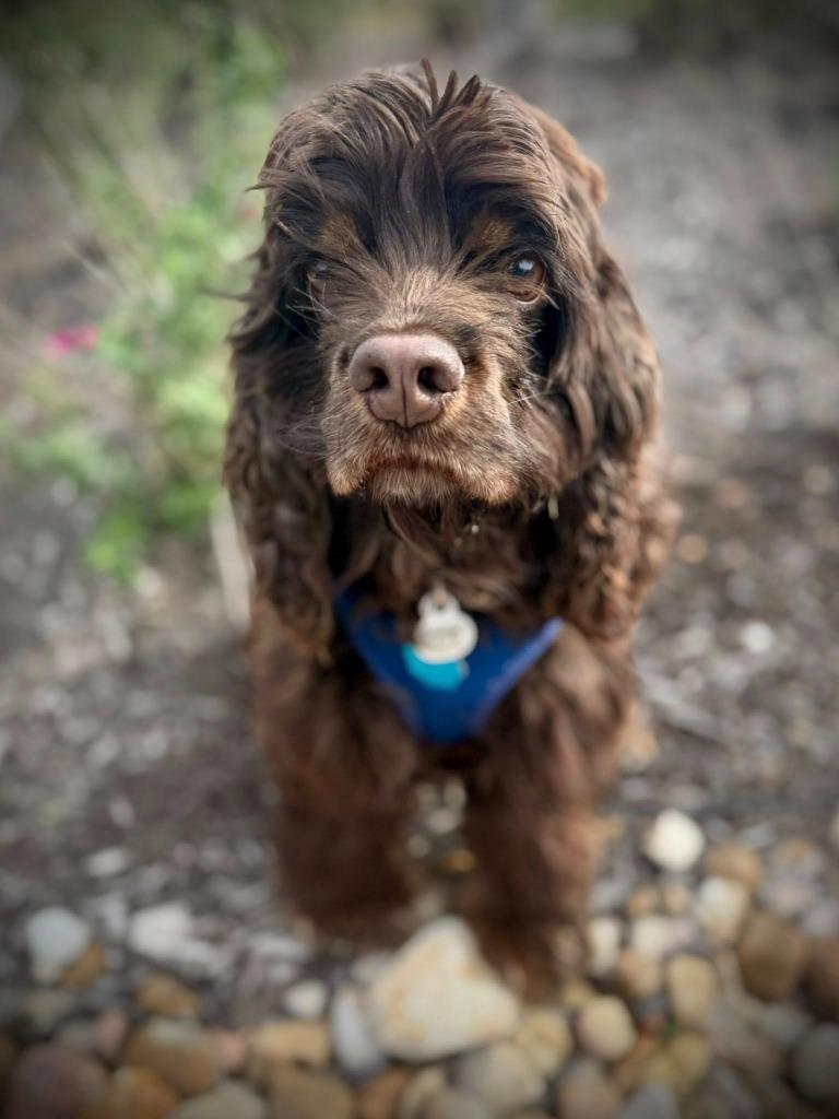 Hayden, Adoptable, Adult Male Cocker Spaniel.
