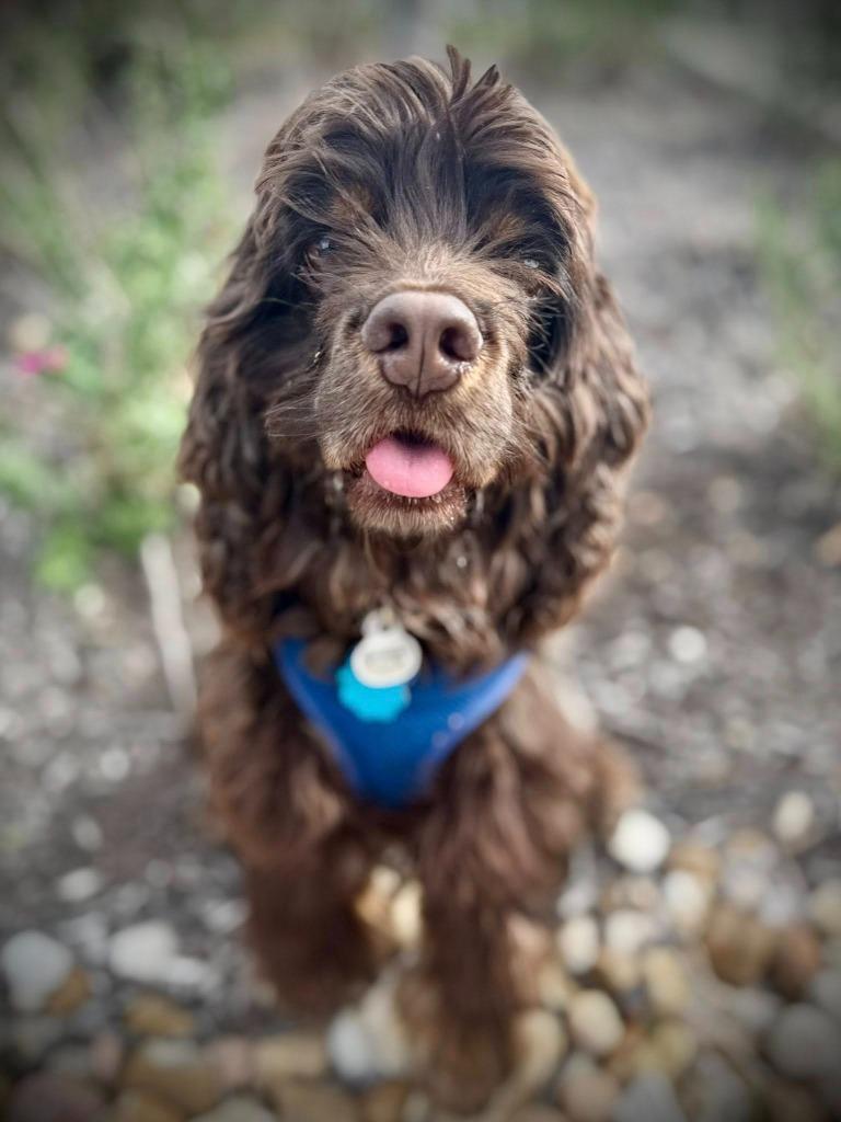 Enlarge Hayden, a Adoptable Cocker Spaniel in Austin, TX image 3/6