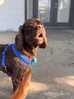 Enlarge Hayden, a Adoptable Cocker Spaniel in Austin, TX image 4/6