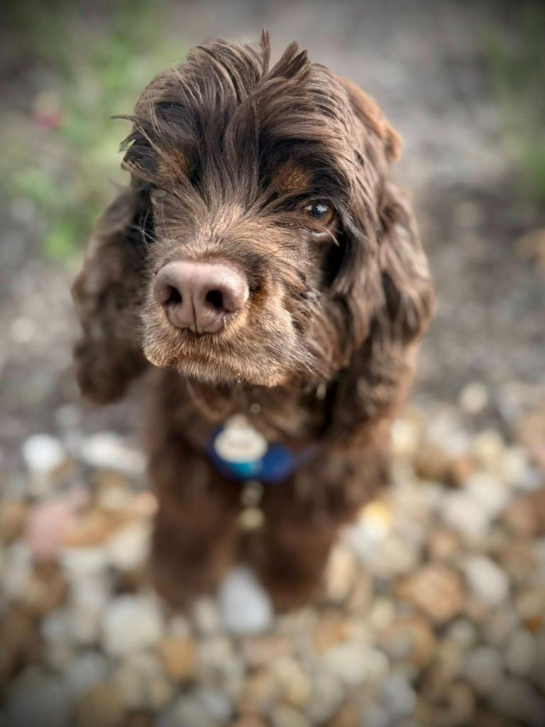 Enlarge Hayden, a Adoptable Cocker Spaniel in Austin, TX image 5/6