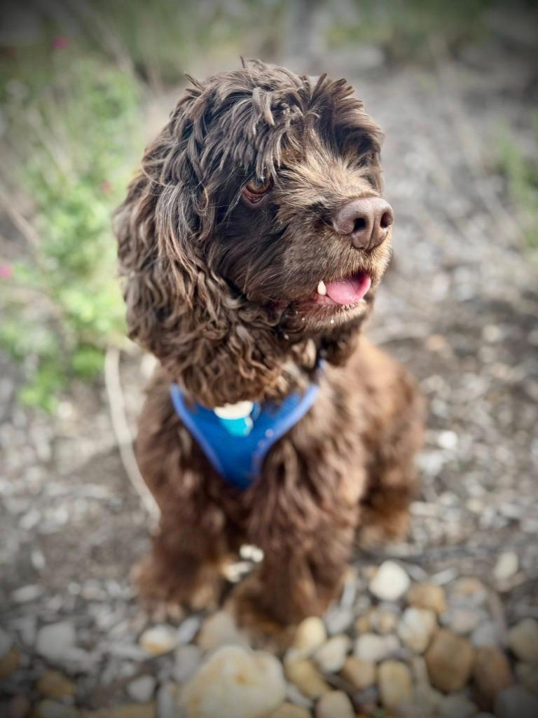 Enlarge Hayden, a Adoptable Cocker Spaniel in Austin, TX image 6/6