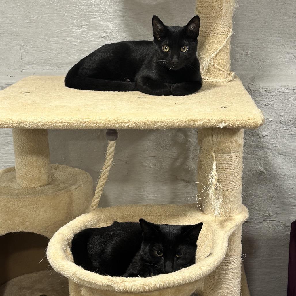 Enlarge Ava, a Adoptable Domestic Short Hair in Philadelphia, PA image 1/1