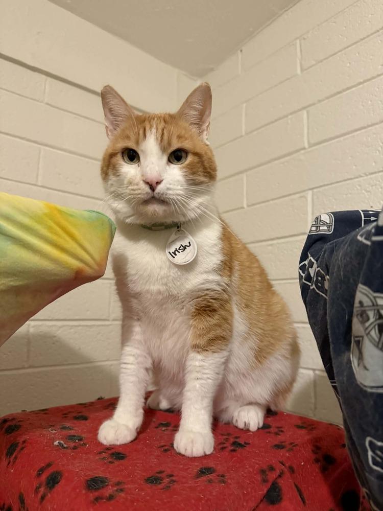 Irish, Adoptable, Adult Male Domestic Short Hair.