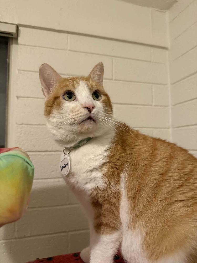 Enlarge Irish, a Adoptable mixed breed in tucson, AZ image 2/4