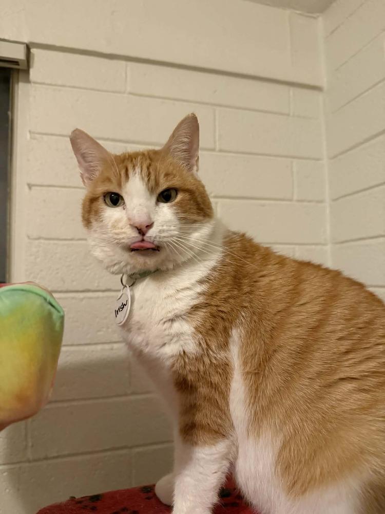 Enlarge Irish, a Adoptable mixed breed in tucson, AZ image 3/4