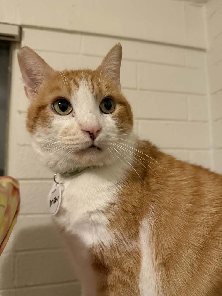 Enlarge Irish, a Adoptable mixed breed in tucson, AZ image 4/4