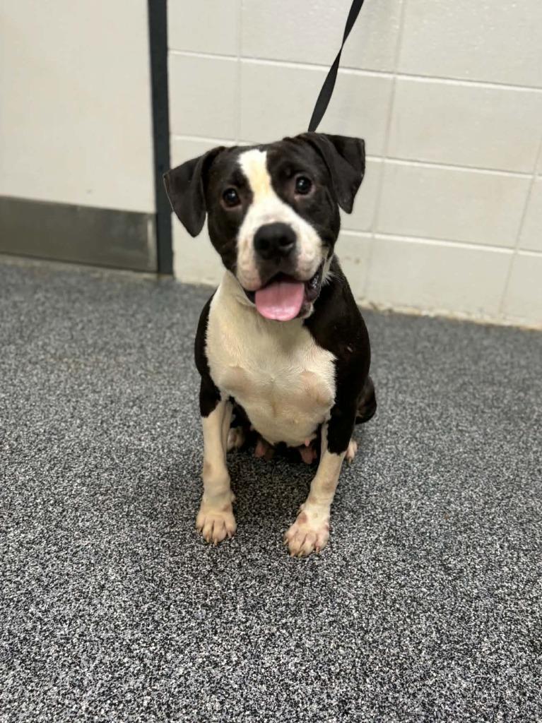 Enlarge Tabitha, a Adoptable mixed breed in Baltimore, MD image 1/6