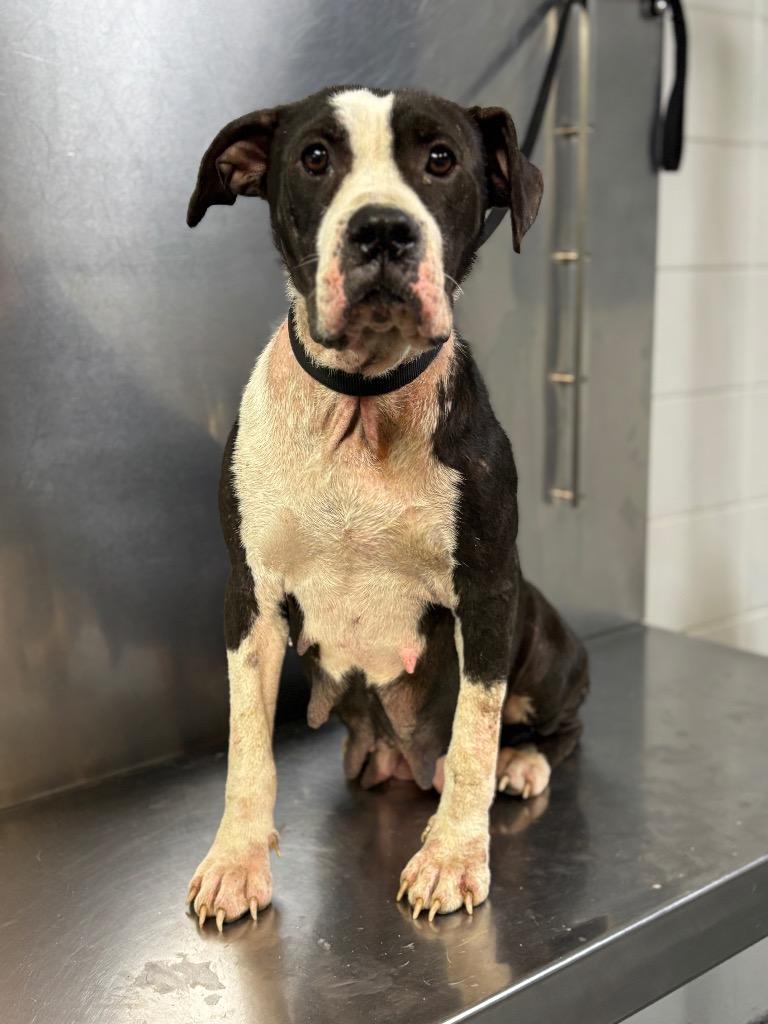 Tabitha, Adoptable, Young Female Mixed Breed.