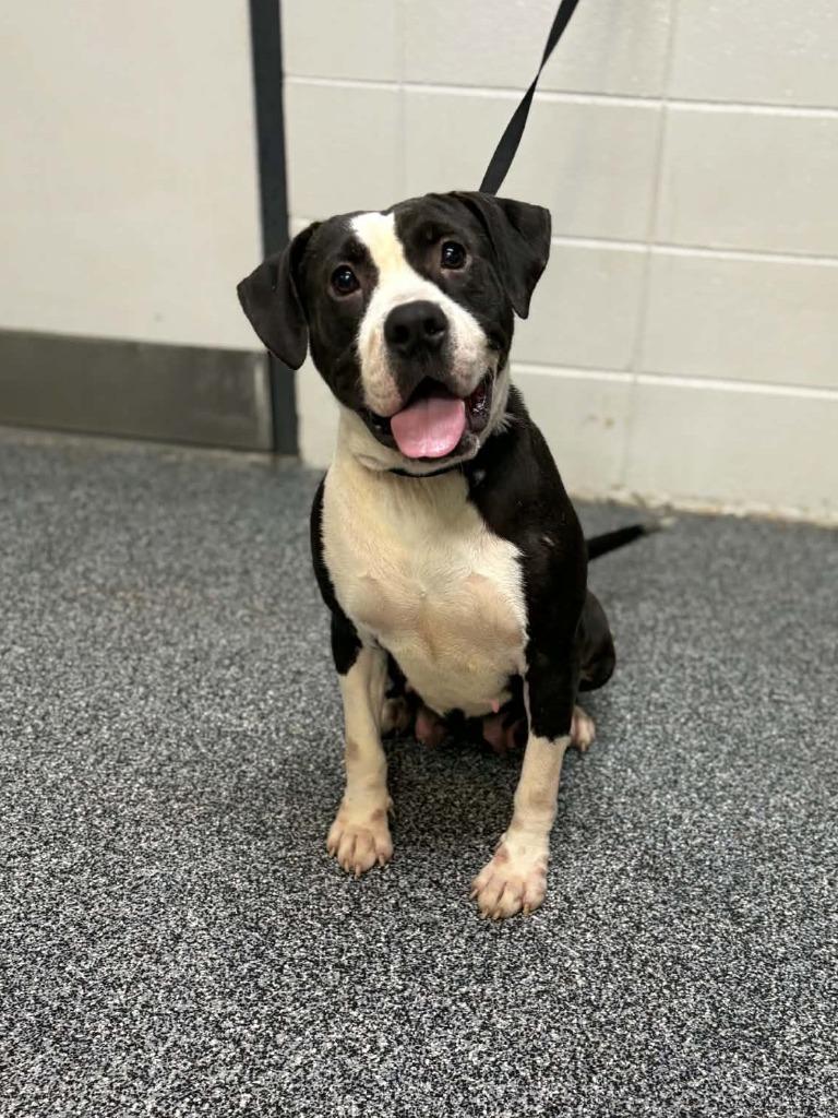 Enlarge Tabitha, a Adoptable mixed breed in Baltimore, MD image 2/6